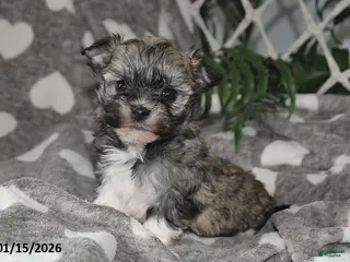 Havanese dogs Olive - Ad 19