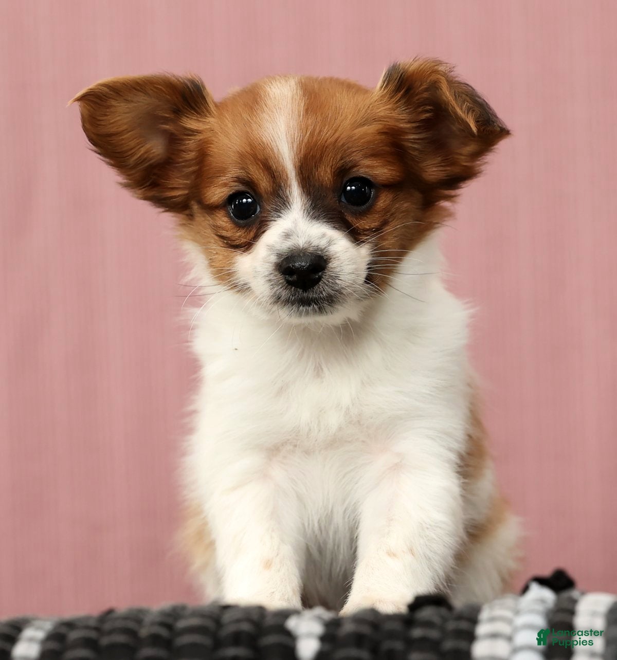 Papillon dogs Mara - Ad 4