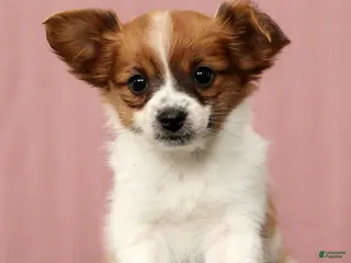 Papillon dogs Mara - Ad 14