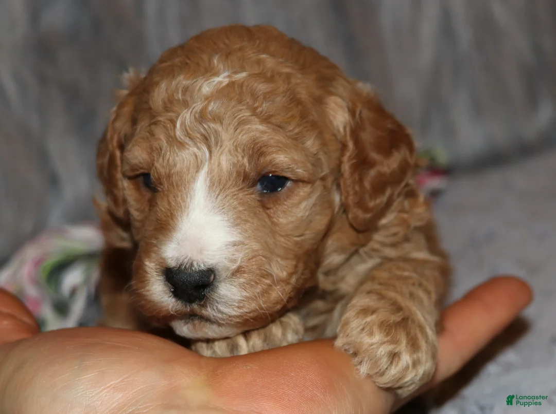 Mini Goldendoodle dogs for sale: Wendy 🌷 Genetic Clear Parents - Ad 16