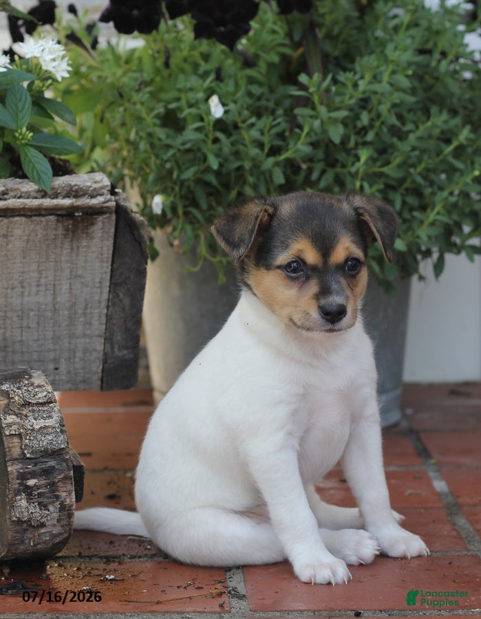 Toy Fox Terrier dogs Millie - Ad 2