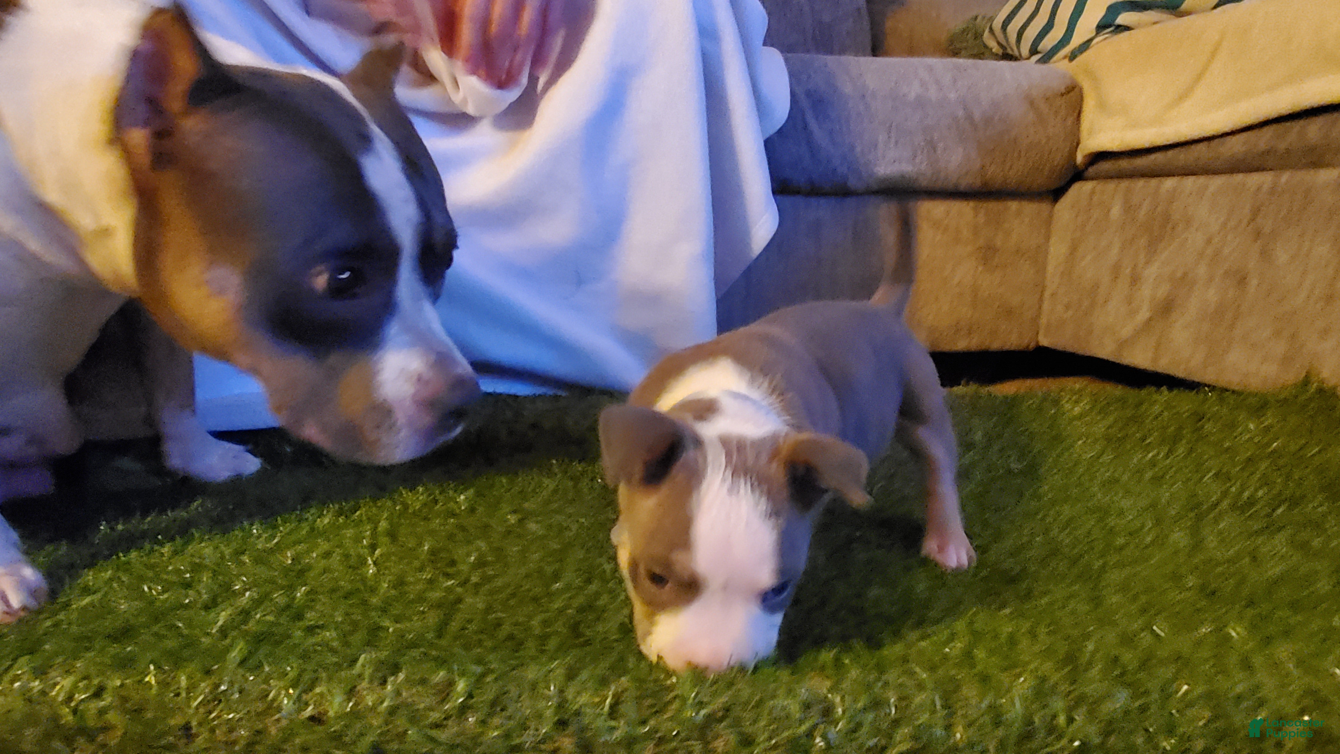 American Bully dogs American Bully 2 - Ad 1