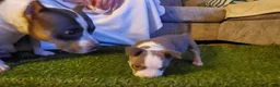 American Bully dogs for sale: American Bully 2 - Ad 1