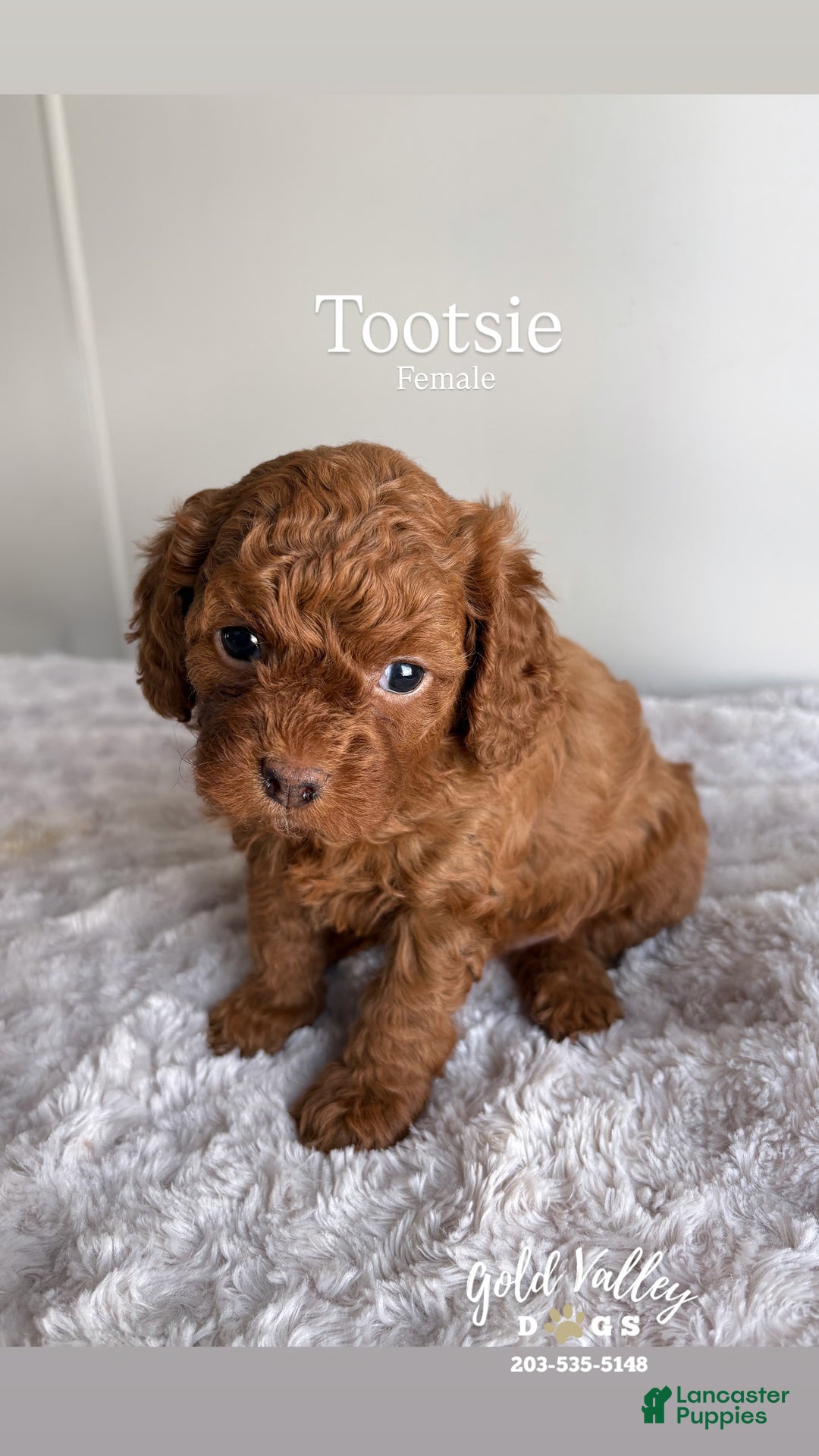 Cavapoo dogs for sale: TOOTSIE  - Ad 2