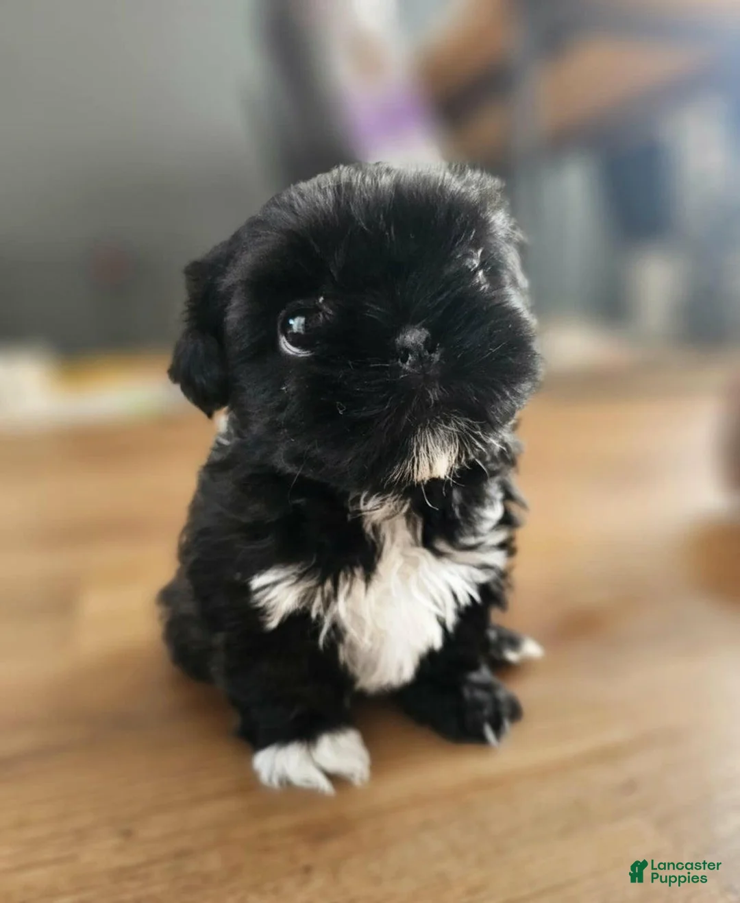 Shih Tzu dogs for sale: Rey - Ad 10