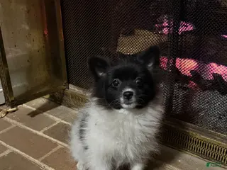 Pomeranian dogs Pomeranian Puppy 2 - Ad 38