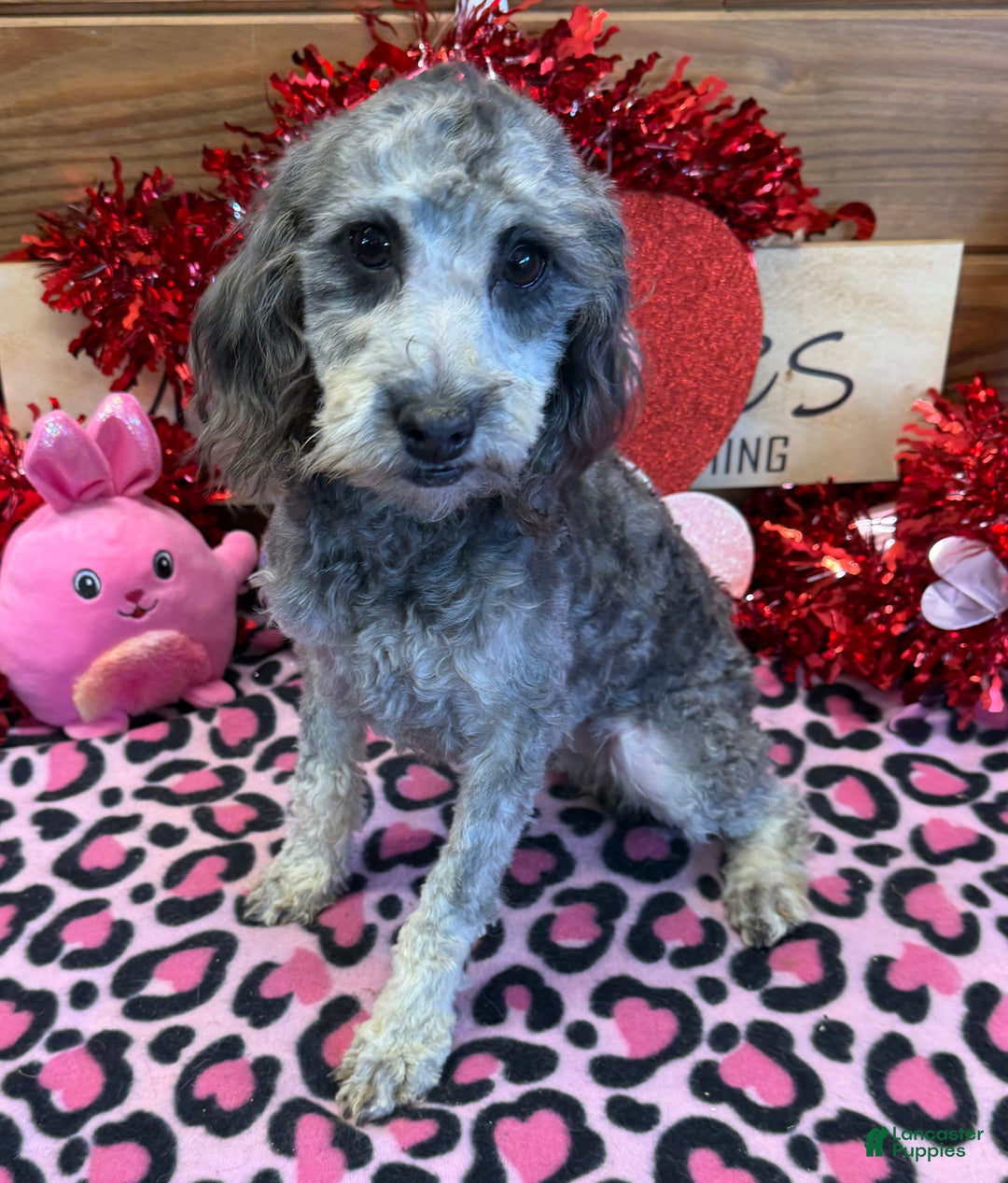 Cockapoo dogs for sale: Tessa - Ad 3