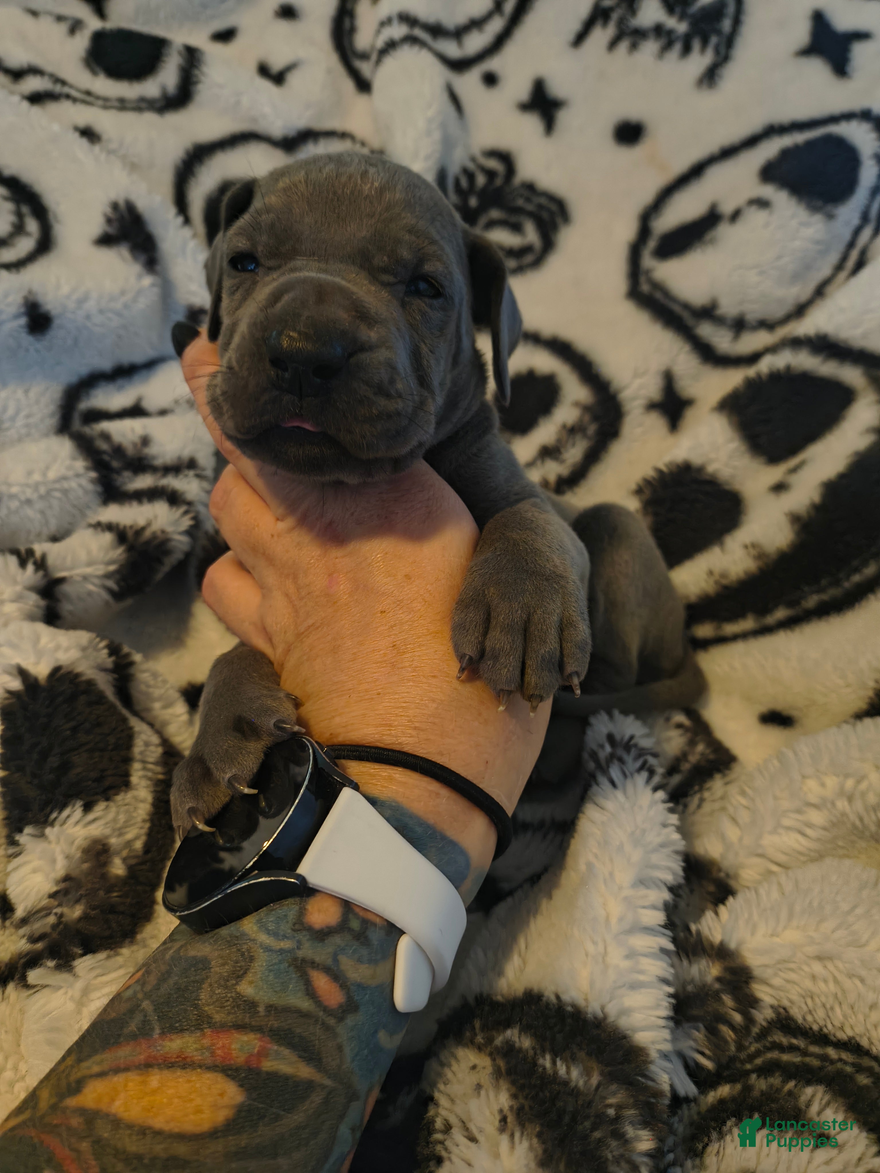Great Dane dogs Diva  - Ad 28