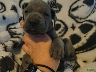 Great Dane dogs Diva - Ad 28