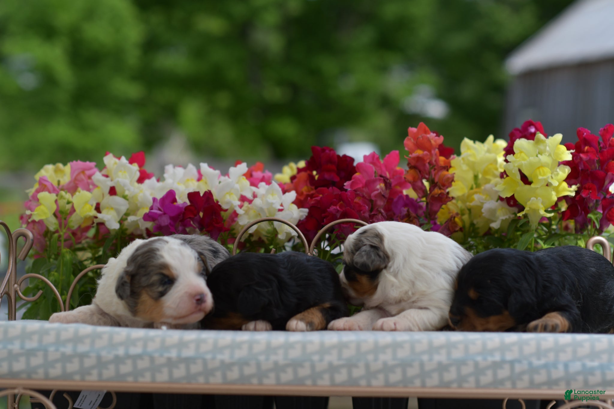 Aussiedoodle dogs Cherry - Ad 2