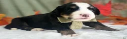 Bernedoodle dogs for sale: Ischko - Ad 4