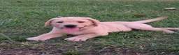 Labrador Retriever dogs for sale: Meet Your New Best Friend! Beautiful Yellow Male Labrador Retriever Puppies Available 💛 - Ad 28