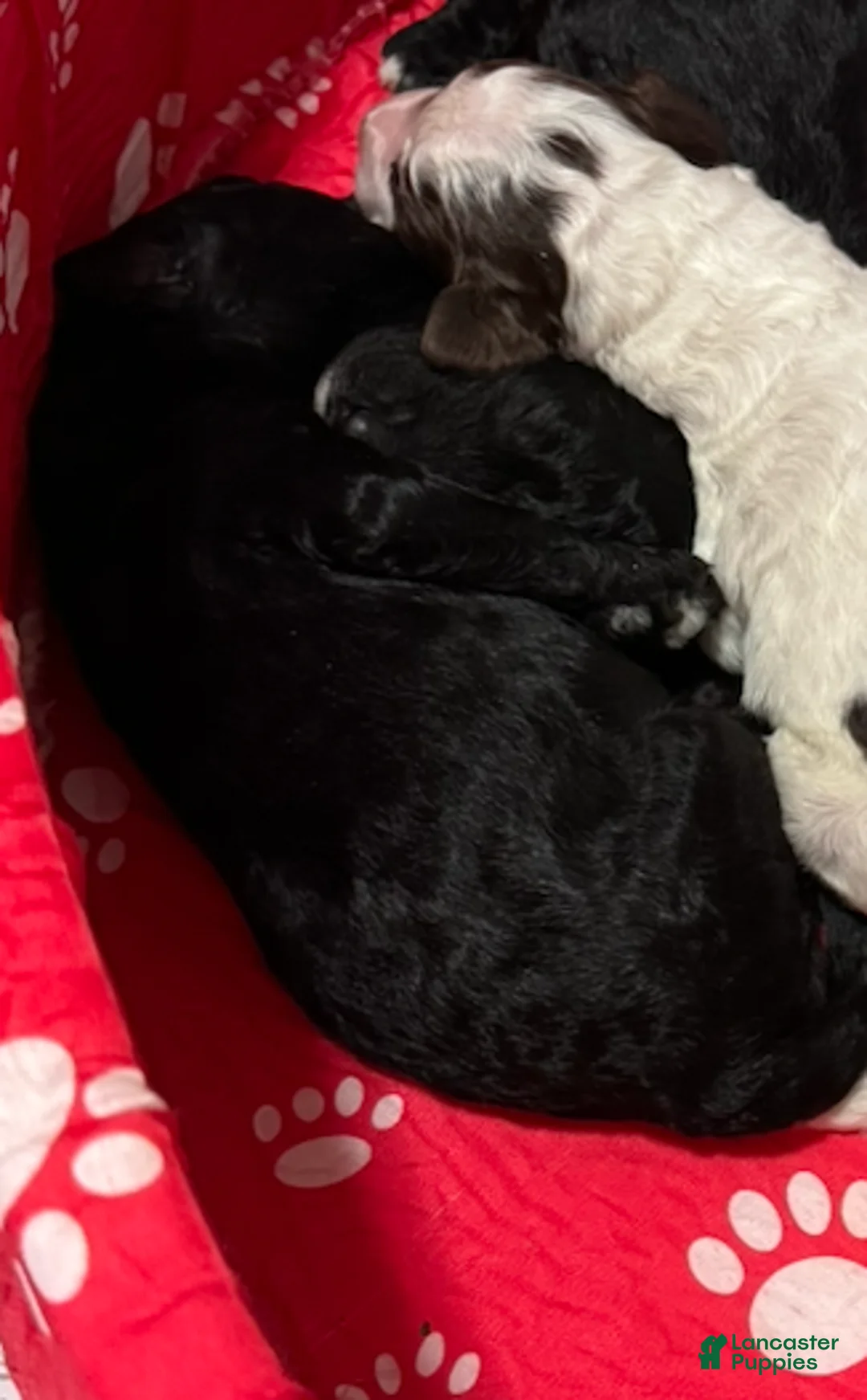 Standard Poodle dogs for sale: BROWN STANDARD POODLE - MANDALORIAN - Ad 1