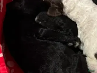 Standard Poodle dogs BROWN STANDARD POODLE - MANDALORIAN - Ad 24