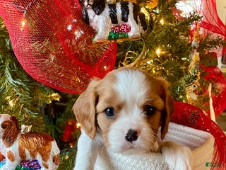 Cavalier King Charles Spaniel dogs Buddy - Ad 39