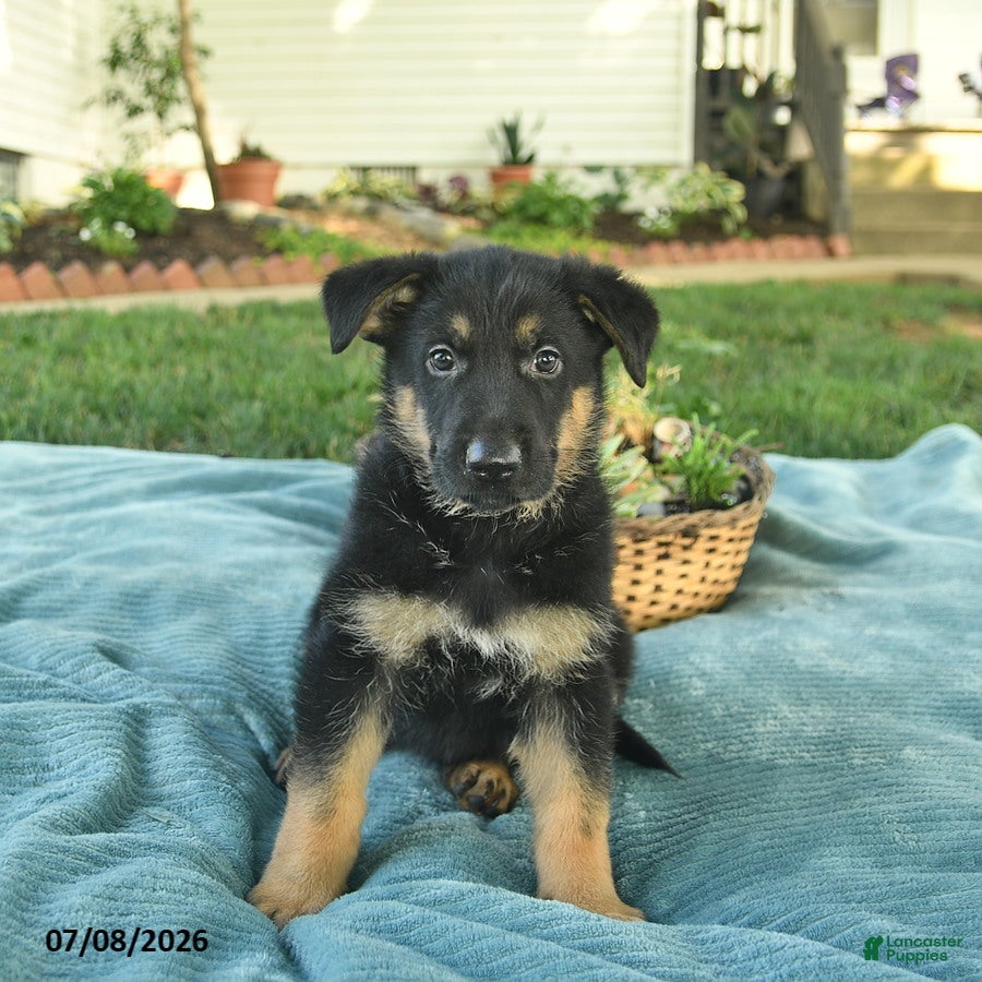 German Shepherd dogs Ivy  - Ad 2