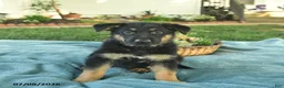 German Shepherd dogs for sale: Ivy  - Ad 2