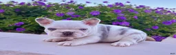 French Bulldog dogs for sale: Bullet - Ad 2