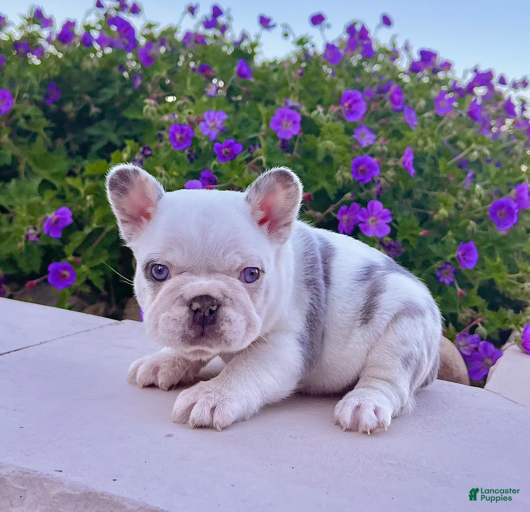 French Bulldog dogs for sale: Bullet - Ad 2
