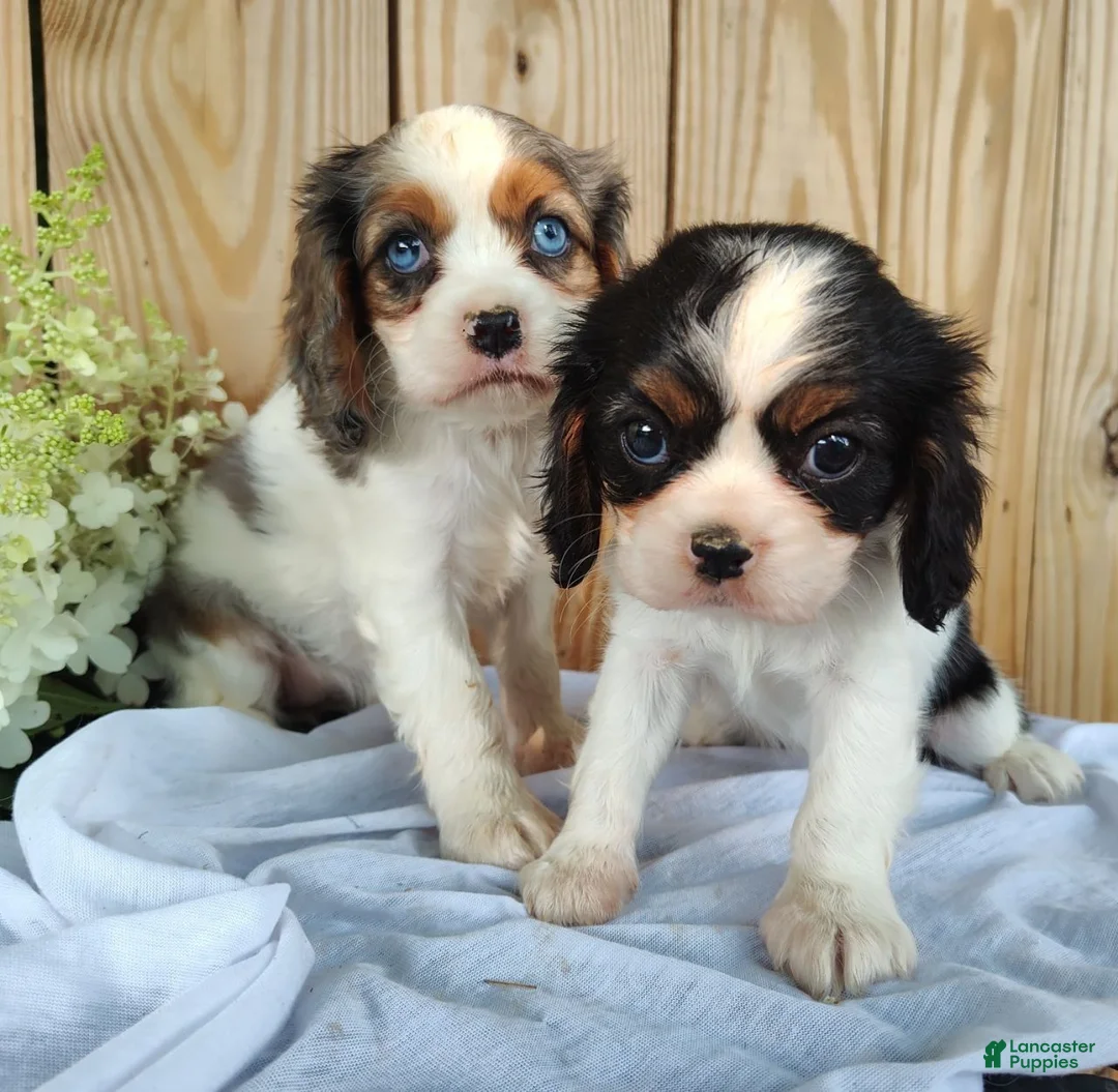 Cavalier King Charles Spaniel dogs for sale: Bailey - Ad 6