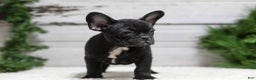 French Bulldog dogs for sale: Casper - Ad 8