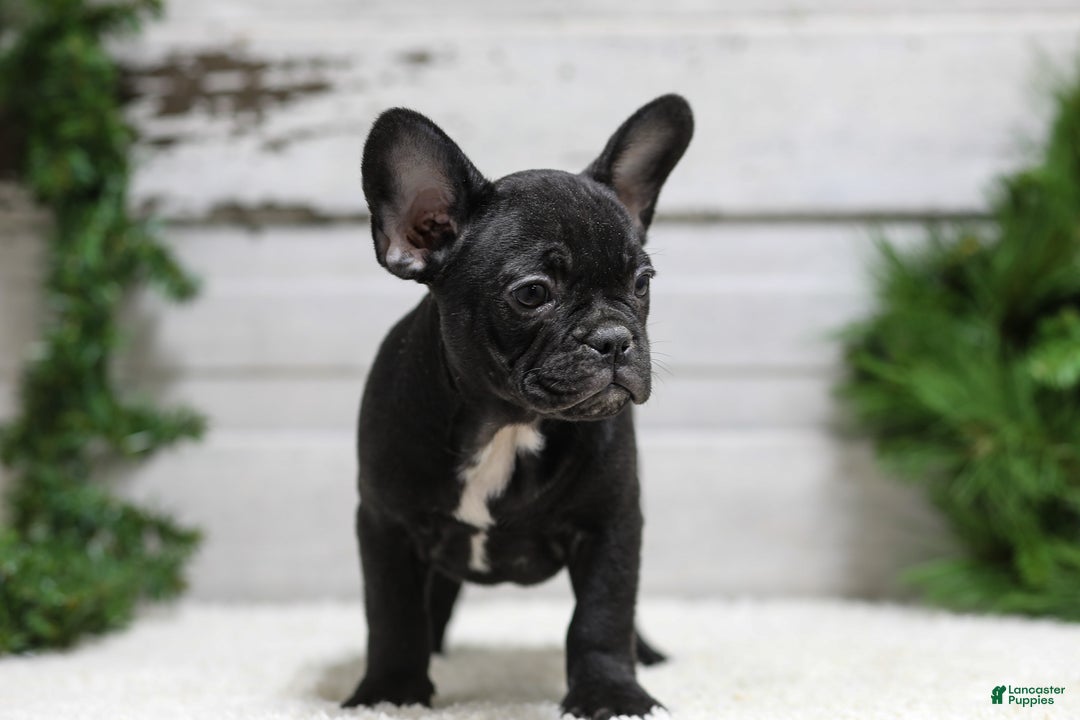 French Bulldog dogs for sale: Casper - Ad 8