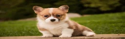 Welsh Corgi Pembroke dogs for sale: Zoe - Ad 4