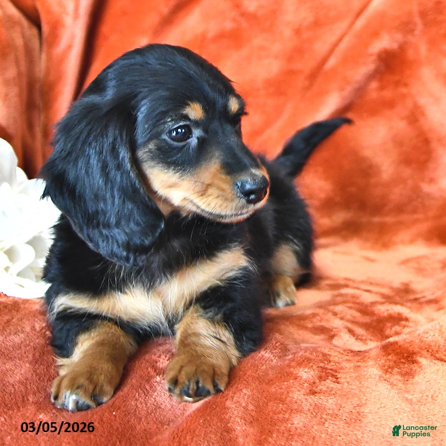 Miniature Dachshund dogs Polly - Ad 2