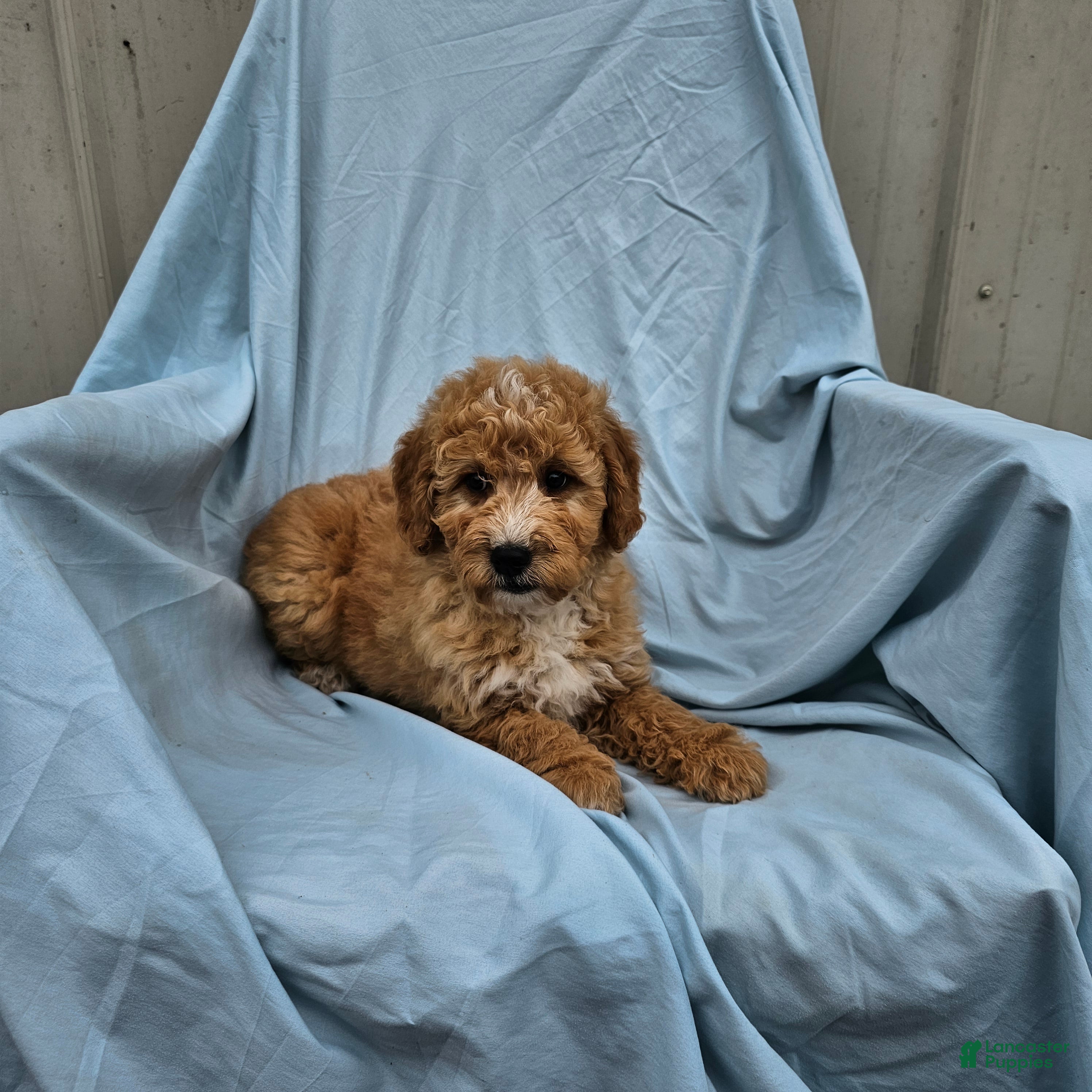 Mini Goldendoodle dogs Rover - Ad 2