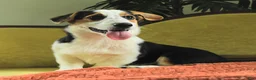 Welsh Corgi Pembroke dogs for sale: Tiffany - Ad 2