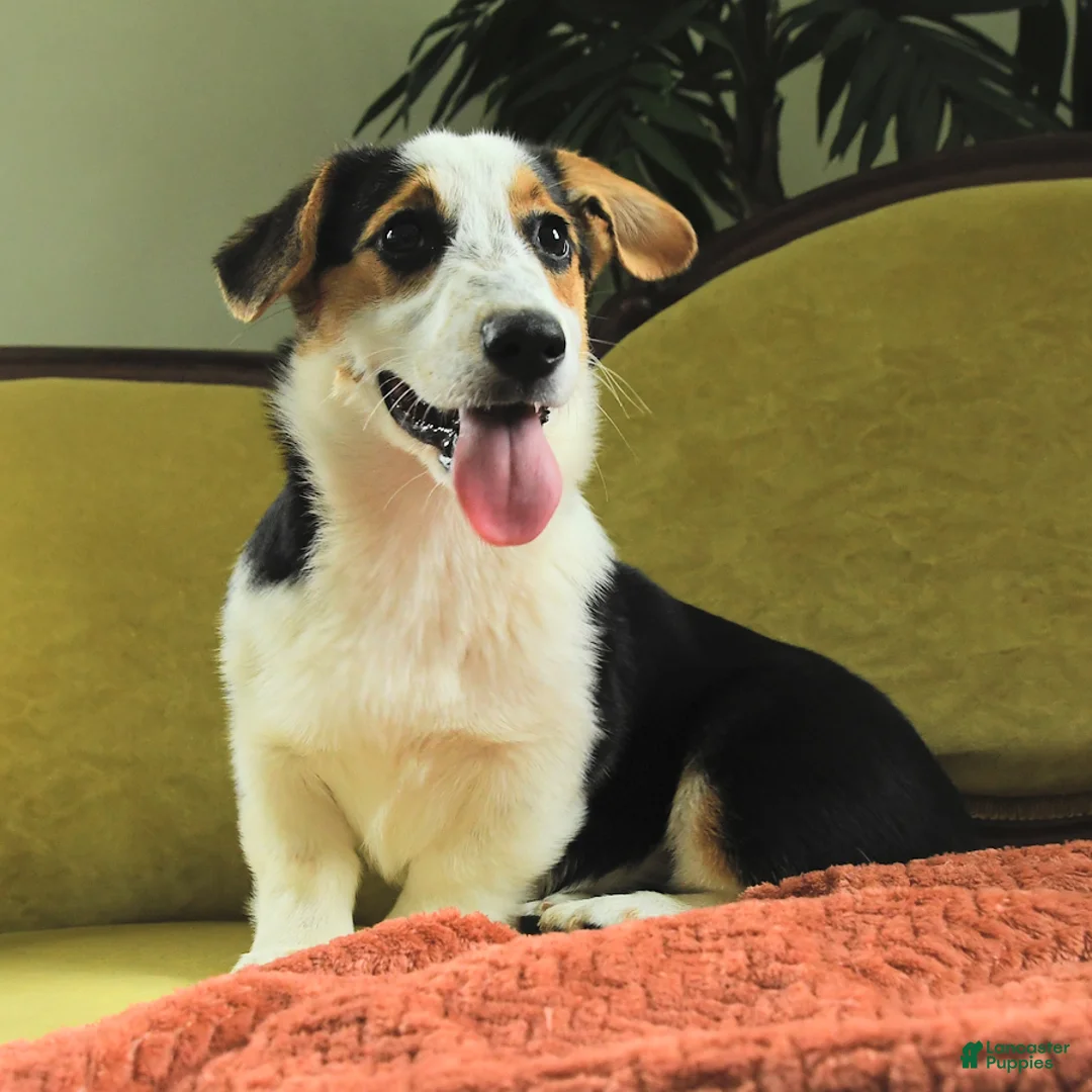 Welsh Corgi Pembroke dogs for sale: Tiffany - Ad 2