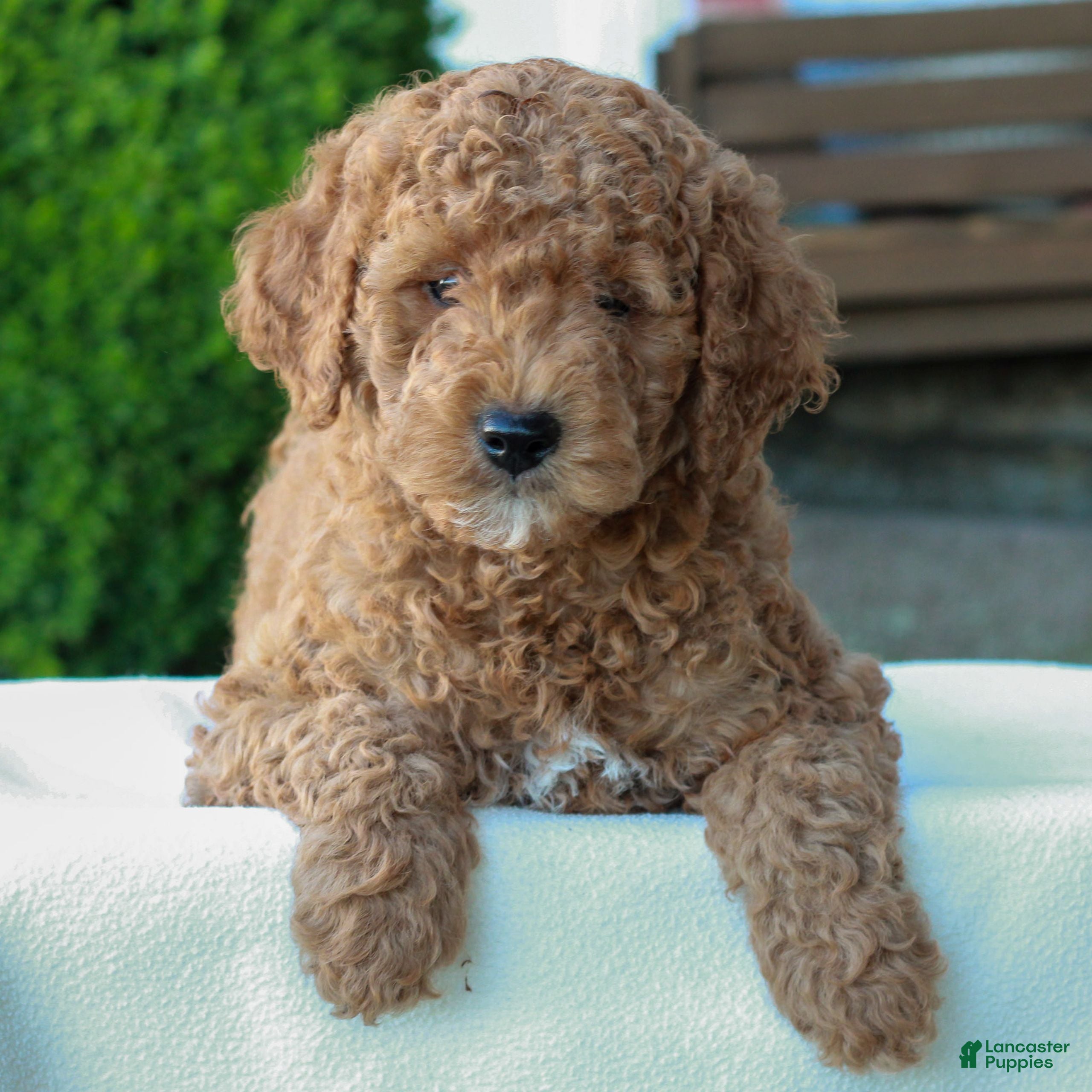 Mini Goldendoodle dogs Larry  - Ad 2