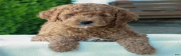 Mini Goldendoodle dogs for sale: Larry  - Ad 2