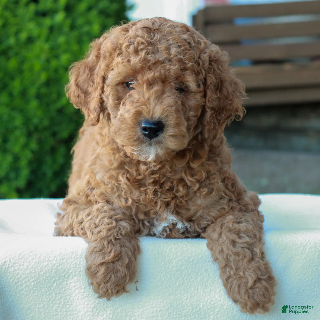 Mini Goldendoodle dogs for sale: Larry  - Ad 2