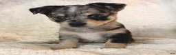 Mixed Breed dogs for sale: Luna - Ad 8