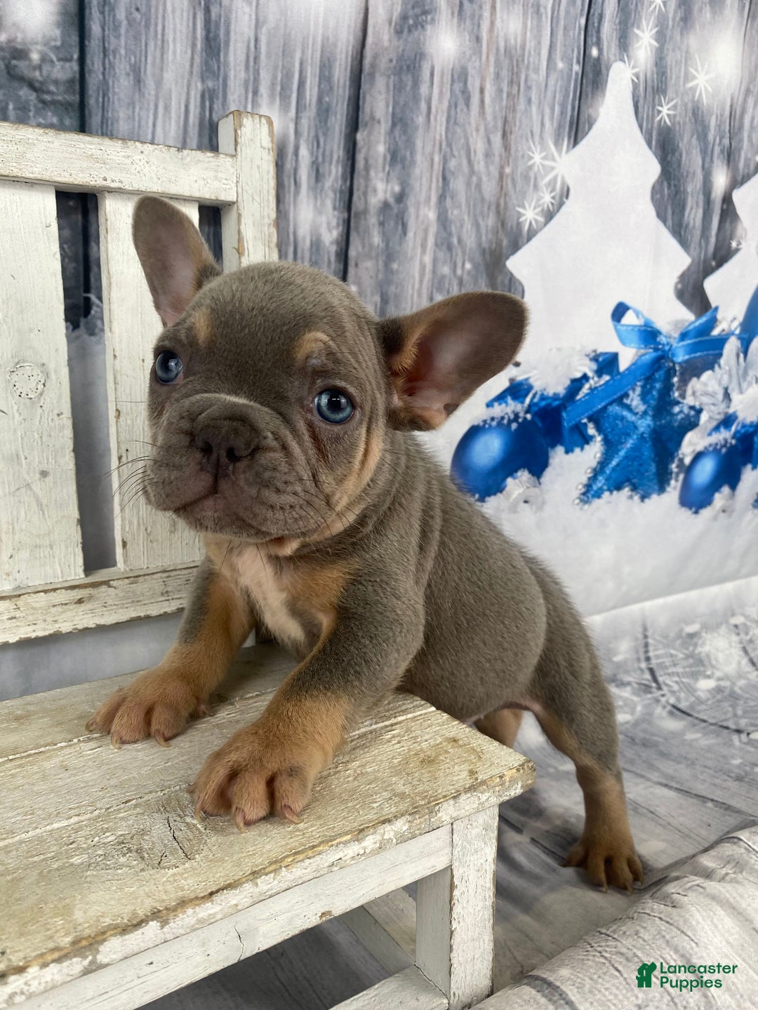 French Bulldog dogs for sale: Jasper - Ad 6