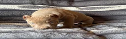 American Bully dogs for sale: Guess - Ad 4