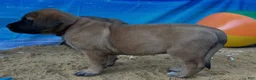 English Mastiff dogs for sale: Coral - Ad 2