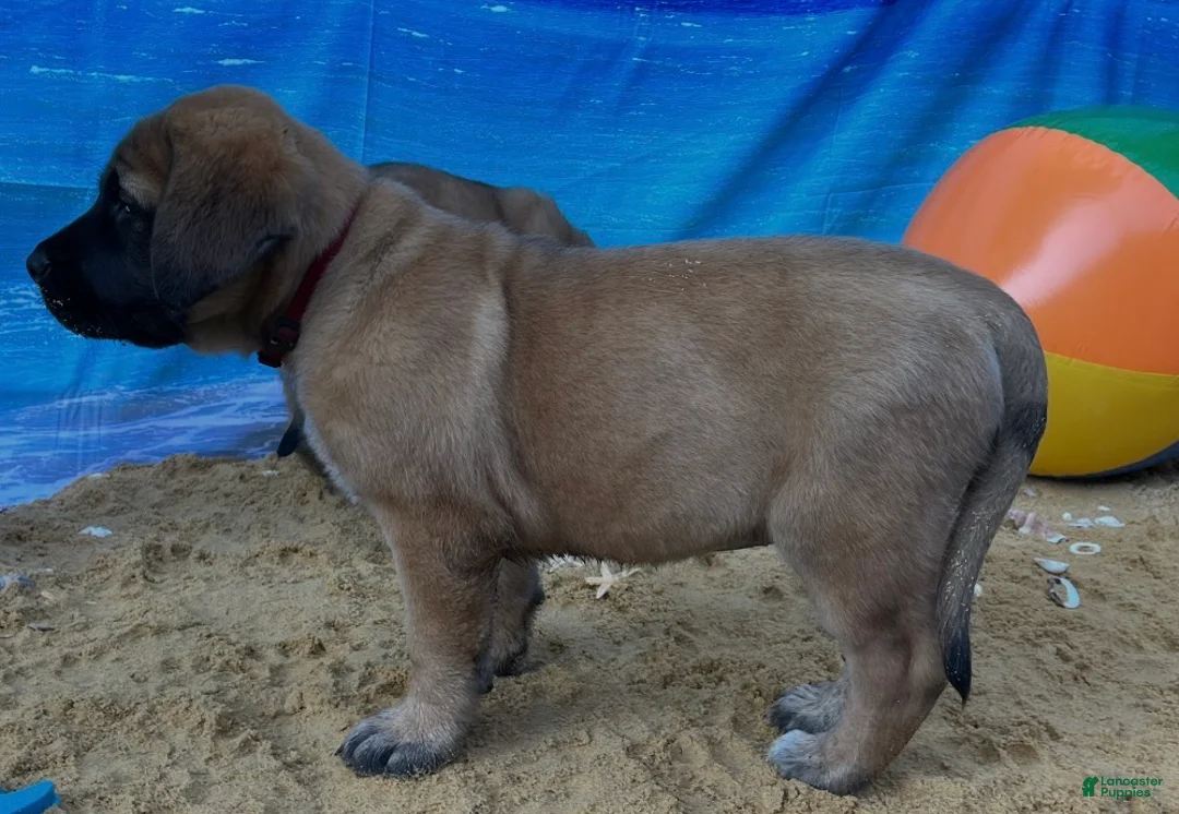 English Mastiff dogs for sale: Coral - Ad 2
