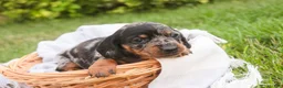 Miniature Dachshund dogs for sale: Garrett Miniature Dachshund  - Ad 3