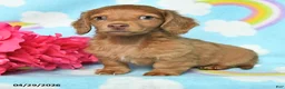 Miniature Dachshund dogs for sale: Oscar - Ad 2