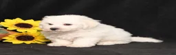 Bichon Frise dogs for sale: Sparky - Ad 5