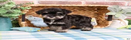 Miniature Schnauzer dogs for sale: Winnie  - Ad 2