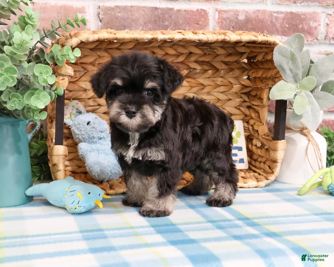 Miniature Schnauzer dogs for sale: Winnie  - Ad 2