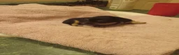 Dachshund dogs for sale: Dachshund 1 - Ad 2