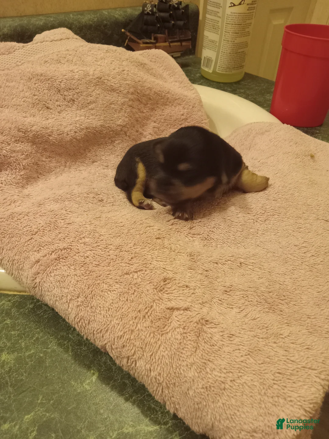 Dachshund dogs for sale: Dachshund 1 - Ad 2