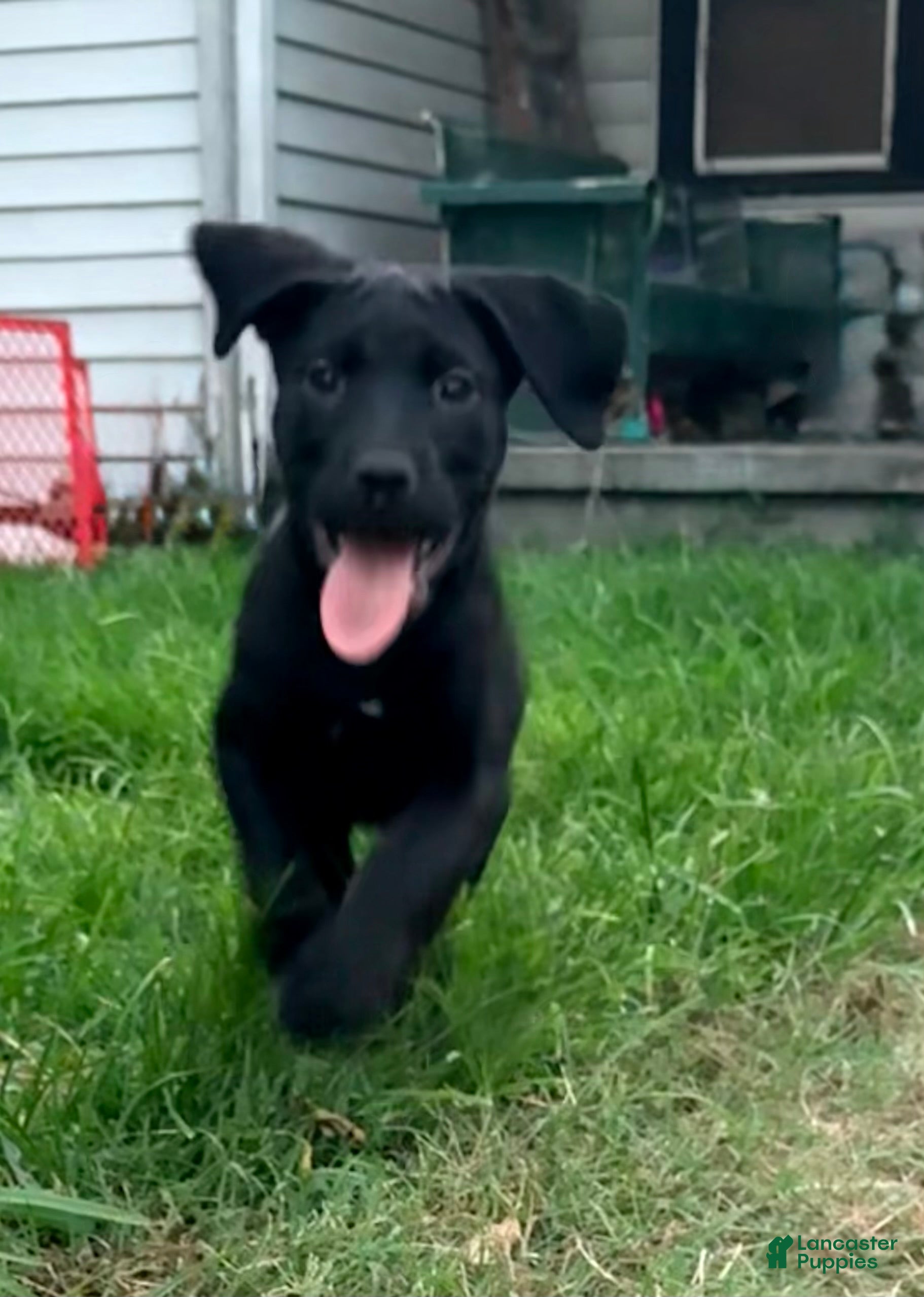 Cane Corso dogs Cain AKC red collar - Ad 14