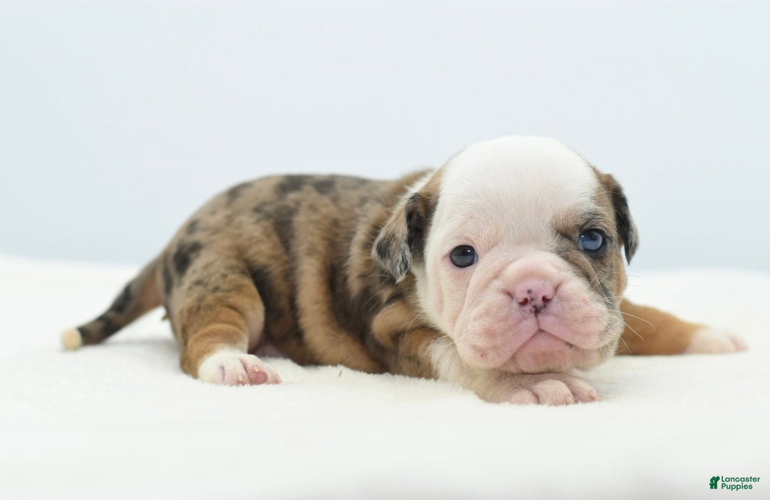 Mixed Breed dogs for sale: Turbo Merle blue eyes - Ad 10