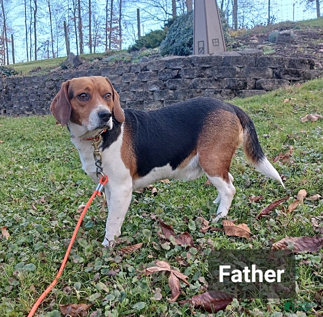 Beagle dogs for sale: Lexie - Ad 6