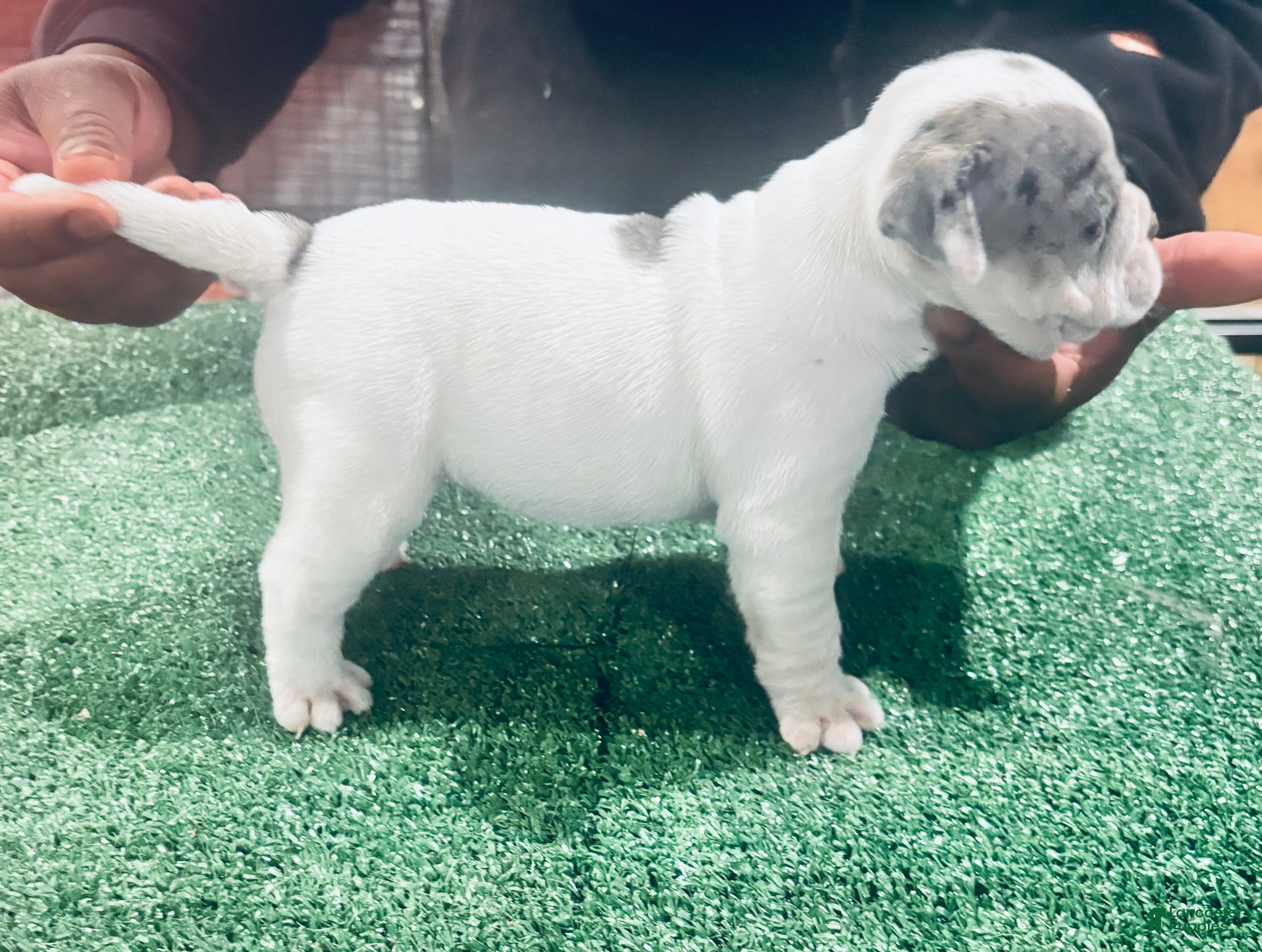 American Bully dogs American Bully Puppy 2 - Ad 15